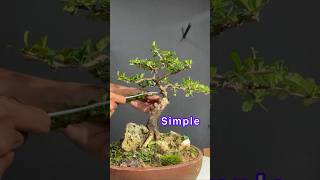 Making a Simple and Beautiful Bonsai Tree