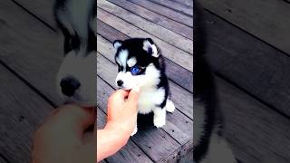 Petting a cute puppy adorable video #dog #puppy #pets #doglover #cuteanimals #youtubeshorts #shorts