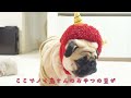 パグと豆まきを始めたら、ただおやつを食べているだけになっちゃいました。when she and pug started beanbagging she was just eating treats.