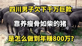 四川男子欠下千万巨款，靠养瘦骨如柴的猪，是怎么做到年赚800万？