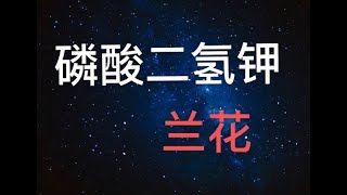 【20144】兰花与磷酸二氢钾，给蝴蝶兰倒伏的新叶试了试  //静姐说花333（ Orchid and Potassium Dihydrogen Phosphate）