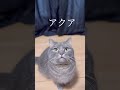 猫って名前覚えるの？うちの子の場合... マンチカン 猫 shorts