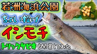 若洲海浜公園 ちょい投げイシモチ！トリックサビキも開幕してみた - 初夏の東京湾堤防のんびり釣行 -