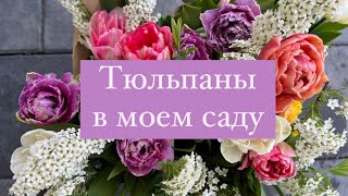 Тюльпаны в моем саду