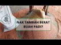 Sembang Bang Chin |Baja Untuk Menambah Isi Buah Padi|