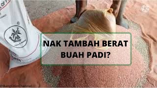 Sembang Bang Chin |Baja Untuk Menambah Isi Buah Padi|