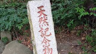 日本屈指のパワースポット？来宮神社に参拝してきました。