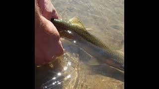 Out-A-Sight Apparel Idaho Rainbow Trout release
