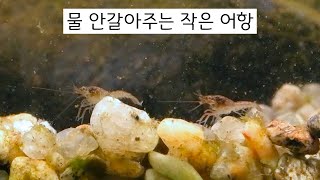 생태계를 파괴하는 번식력... 어항 청소는 잘하네... 시아노 제거