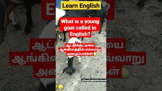 Let Us Learn English : What is a young goat called ? #shorts #short