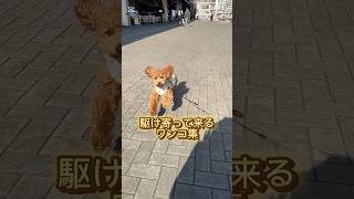 駆け寄って来るワンコ集 #toypoodle #miniaturepoodle #トイプードル子犬 #犬がいる生活 #犬との生活 #犬がいる暮らし #music #vlog