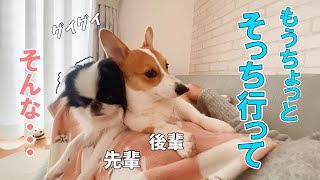 【コーギー子犬】甘えん坊な2匹がママ争奪戦！遠慮を知らない後輩犬がいるとこうなります