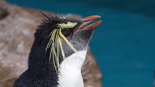 【東山動植物園公式】イワトビペンギン換羽完了　《 キタイワトビペンギン　ペンギン 》