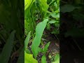 কত সুন্দর দেশি হলুদ ক্ষেত i haldi plant i turmeric farmer agriculture farming turmeric food