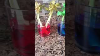 Celery experiment follow up!
