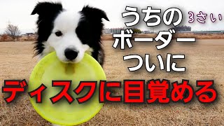 ディスク(フリスビー)に目覚めた日【愛犬ボーダーコリー】