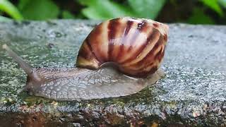 மெதுவாக நகரும் நத்தை🐌🐌🐌🐌#snail #snails #snailvidio #snailkick #snailwars