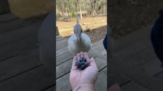 Getting McCloud to trust me #birds #peacocks #funnyanimals