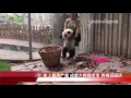 史上最高产量 成都大熊猫宝宝 亮相迎国庆