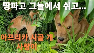 땅파고 그늘에서 쉬고...(아프리카 시골 개 진돗개 사랑이)