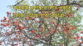 ঋতুরাজ বসন্তে বাংলার প্রকৃতি সেজে উঠেছে তার বৈচিত্র্যে। প্রকৃতির সাথে মিশে থাকা কিছু সময়। #বসন্ত