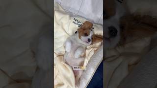 【飼い主が好きな寝起きシリーズ①🐾】#キャバリア #cavalier