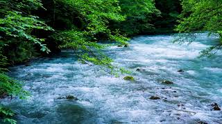 The Mountain River Flowing Sound. Blue Water, Nature Sounds, Forest River, White Noise for Sleeping.