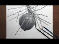 How to draw a Green coconut in pencil | coconut drawing | pencil sketch