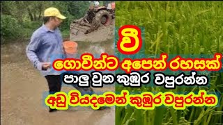 කුඹුරු පාලු වුන අයට අඩු වියදමෙන් වපුරන්න