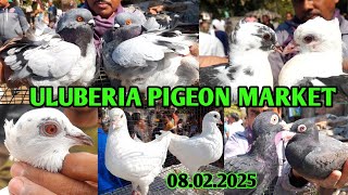 Pigeon price update and new collection at Uluberia pet market on 08.02.25 #pigeon #pet #bird