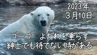 🐻❄　ゴーゴよだれを垂らす　紳士でも待てない時がある　～よこはま動物園ズーラシア～　2023年３月10日