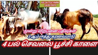 புதுவரவு 💐 மூன்று கறவைமாடு \u0026 பூச்சி காளை \u0026 காளை கன்று #bull #animals #cows