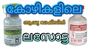 ഒന്നാമത്തെ വാക്സിൻ | LASOTA VACCINE | FIRST VACCIN FOR CHICKEN| DUCK FANCY CHICKEN FANCY HEN