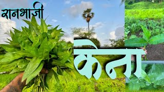 केना रानभाजी | शेतातील तण म्हणून फेकला जाणारा केना एक उपयोगी भाजी | Kena Ranbhaji #raanbhaji #recipe