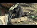 gorilla よく食べるスモモ eating well sumomo【november 24 2023 】【ueno zoo】【上野動物園】💓ゴリラ