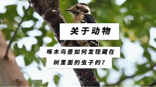 第21集｜科普知识【啄木鸟如何发现藏在树里面的虫子？】