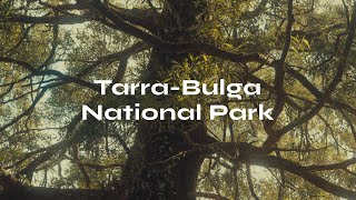 Tarra-Bulga National Park | Hiking in Victoria, Australia