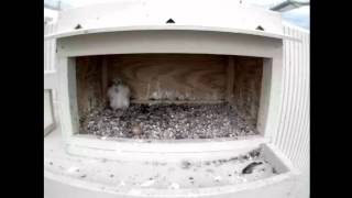 2012 Fargo, N.D. Falcon Cam-June 6, 2012 @ 1023 hrs EST.