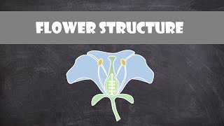 Flower Structure | Plant Biology