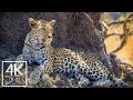 Incredible Wildlife & Landscape Photography of Africa - 4K Wallpapers Slideshow - 10Bit Color