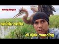 Cangak ulo//dua burung bangau ini selalu menemani tuanya mancing@bayhaqipetualang6664