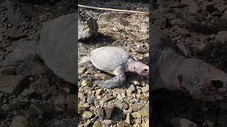 【24 03 14】【閲覧注意 】可哀想な浜辺のウミガメの死骸　1