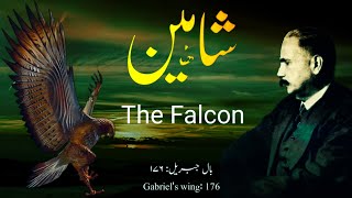 Bal-e-Jibril: 176 | The Falcon | Shaheen | Allama Iqbal | Iqbaliyat | Mukammalbaat