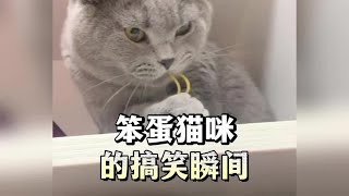 今天的快乐是笨蛋小猫给的#笨蛋小猫 #猫咪的迷惑行为