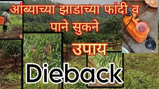 Mango tree Dieback control|| आंब्याच्या झाडाची फांदीमर, पाने सुकने ?|| उपाय ||