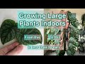 Growing Large Plants Indoors #tutorial #monsteradubia