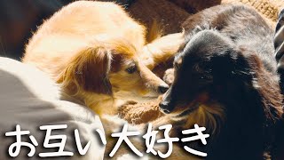 老犬ダックス兄弟【虹組さんと仲良くね】とても仲良しなんです　ほっこりします