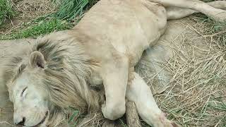 曇秋☁⑫ホワイトライオン・白獅子・セラムくん・沖縄こどもの国・・・White_Lion・Okinawa Zoo \u0026 Museum(20221012)