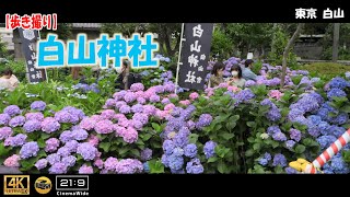 【歩き撮り】2022 白山神社 あじさい＠東京  白山 ４K (21:9)  Tokyo walking video