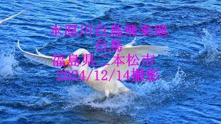 水原川白鳥飛来地 白鳥　福島県二本松市　2024/12/14撮影